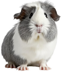 Grey guinea pig isolated on a white background as transparent PNG, animal - obrazy, fototapety, plakaty