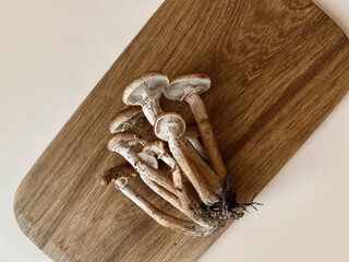 Mushrooms of honey mushrooms lie on a wooden oak board on a beige background. Bed autumn still life. Harvesting mushrooms. Flatley, top view