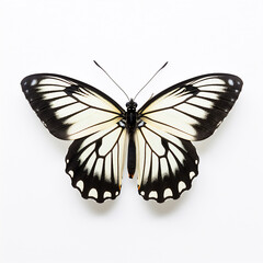 Black and white butterfly.  3D illustration digital art design, generative AI