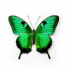 Green exotic butterfly. 3D illustration digital art design, generative AI