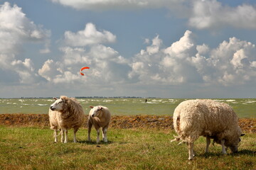 Lambs grazing alongside dike in Hindeloopen, Friesland, Netherlands, with Ijsselmer lake and kite surfers in the background