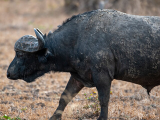 Fototapeta premium Buffalo 5