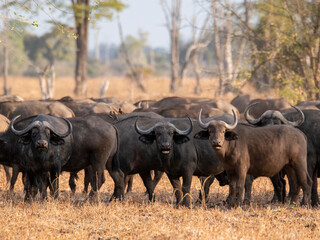 Obraz premium Buffalo 4