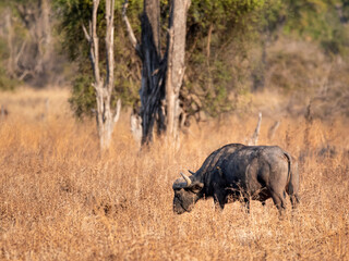Fototapeta premium Buffalo 1