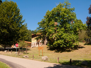 Italia, Toscana, provincia di Arezzo, il bosco di Camaldoli con i suoi alberi secolari.