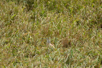 pájaro en medio de los arrozales