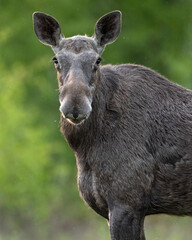 Moose portrait in forest at summer - 638317834