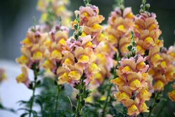 Yellow colored Snapdragon (Antirrhinum majus) flowers in bloom : (pix Sanjiv Shukla)