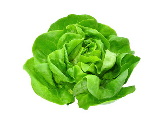 green butter lettuce vegetable or salad isolated, png - obrazy, fototapety, plakaty