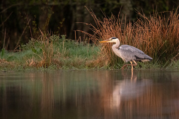 Watchful heon in water at riverbank