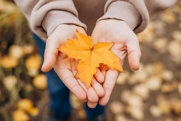 Close-up of child hands holding yellow autumn maple leaf. Autumn background. Selective focus