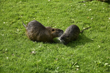 Familie Biberratte im Park in Celle
