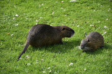 Familie Biberratte im Park in Celle