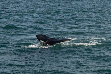 whale tail black and white