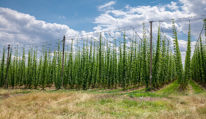 Field with hop plants (Humulus lupulus) in far eastern Germany. Hop is an ingredient for making beer.