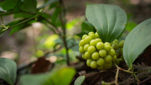 Herbs, Stemona tuberosa Lour, a dead worm, photogenic in the wild