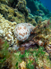 Pearsonothuria in a Red Sea coral reef
