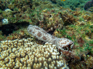 Pearsonothuria in a Red Sea coral reef