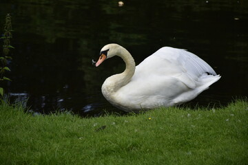 Schwan im Park in Celle