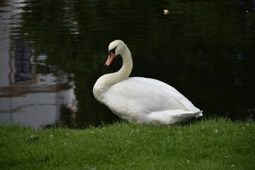 Schwan im Park in Celle