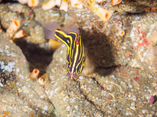 不思議なヌノサラシ（ハタ科）の幼魚。

日本国静岡県伊豆半島賀茂郡南伊豆町中木から渡し船で渡るヒリゾ浜にて。
2023年8月20日水中撮影。
