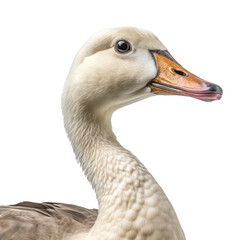 White goose isolated on transparent background cutout