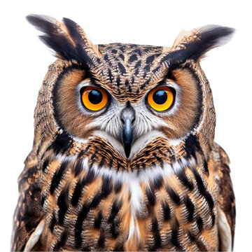 owl isolated on transparent background cutout