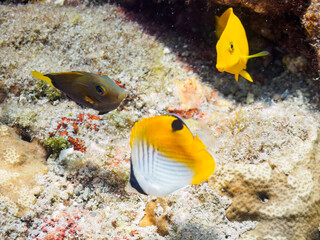 可愛いトゲチョウチョウウオ（チョウチョウウオ科）、モンツキハギ、コクテンサザナミハギ（ニザダイ科）の幼魚達。

日本国静岡県伊豆半島賀茂郡南伊豆町中木から渡し船で渡るヒリゾ浜にて。
2023年8月20日水中撮影。
