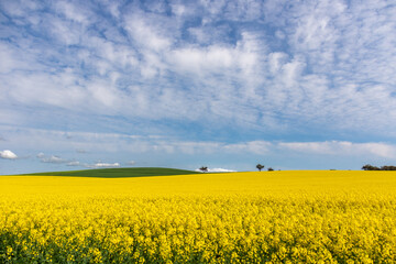 Canola field in bloom