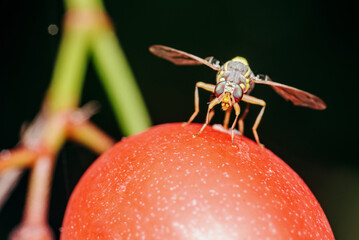Fruit fly on red fruit in garden with nature blurred bachground.