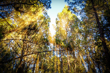 Canarian Forest. Magical forest. Canary pine canopies illuminated by the golden rays of the sun at sunset.  Las Lagunetas Forest Tenerife, Canary Islands, Spain