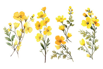 Fototapeta na wymiar Watercolor painting set of yellow wild flowers branches on white background, vector illustration