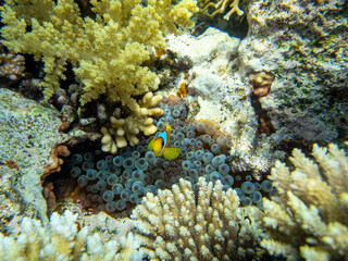 Fototapeta na wymiar Clownfish in a coral reef of the Red Sea next to sea anemones