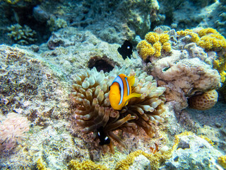 Clownfish in a coral reef of the Red Sea next to sea anemones
