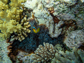Clownfish in a coral reef of the Red Sea next to sea anemones