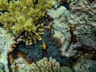 Clownfish in a coral reef of the Red Sea next to sea anemones