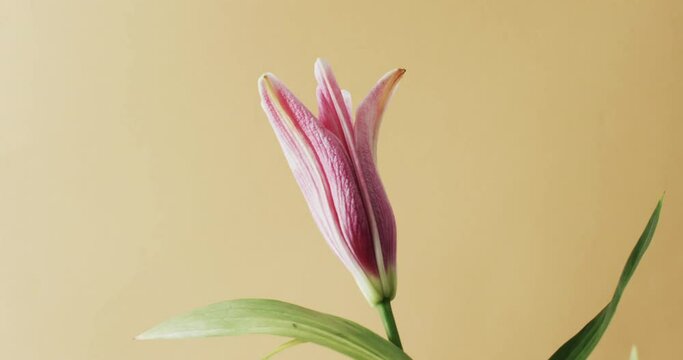 Video of pink lily flower and leaves with copy space on yellow background
