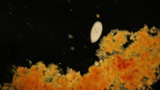 Study of protozoa and Algae under the microscope for education.