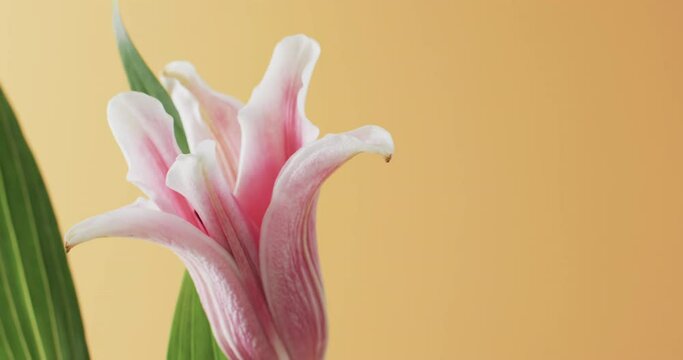 Video of pink lily flower and leaves with copy space on yellow background
