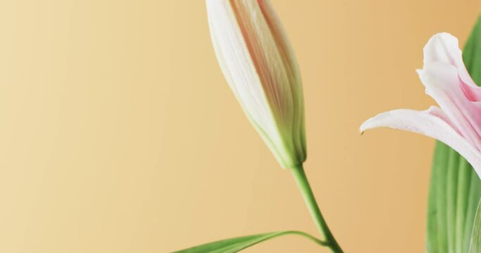 Video of pink lily flowers and leaves with copy space on yellow background