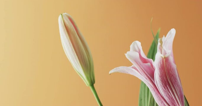 Video of pink lily flowers and leaves with copy space on yellow background