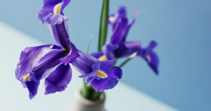 Video of purple iris flowers in white vase with copy space on blue background