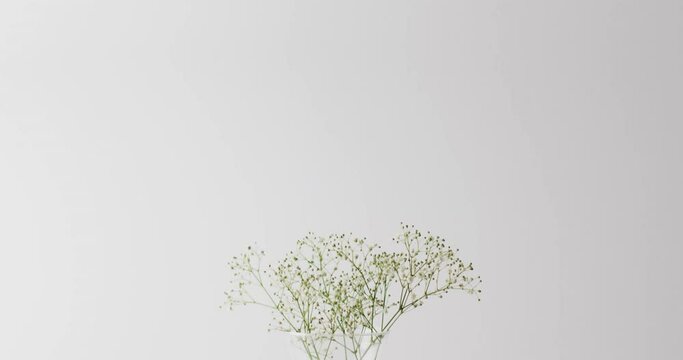 Video of white flowers in glass vase with copy space on white background