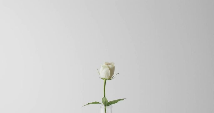 Video of white rose flower in glass vase with copy space on white background