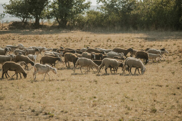 outon dans un prés au coucher du soleil