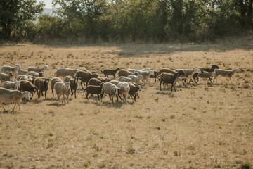 Mouton dans un prés au coucher du soleil