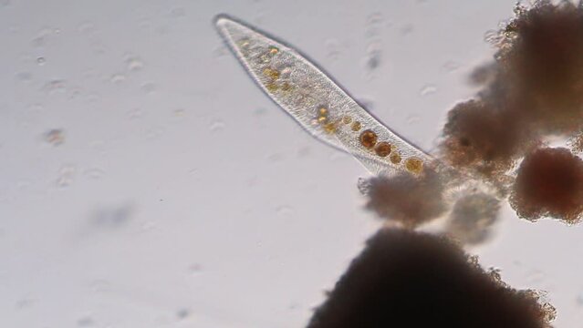 Study of protozoa and Algae under the microscope for education.