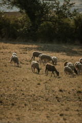 Mouton dans un prés au coucher du soleil