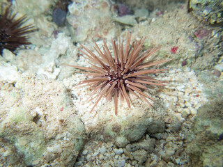 Echinometra mathaei at the bottom of a coral reef in the Red Sea