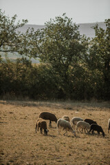 Mouton dans un prés au coucher du soleil